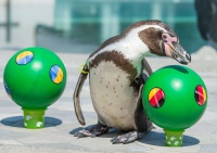 Пінгвін Флоке пророчить стартову поразку українській збірній