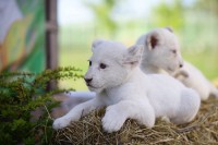 «Більшість із наших тварин - теплолюбиві і вони повільно помирають від голоду і холоду», - директор зоопарку «XII Місяців» звернувся до президента Зеленського 