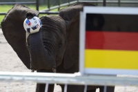 Слон пророчить поразку українській збірній в матчі проти Німеччини