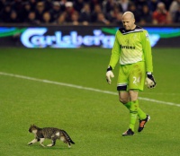 Тварини на футбольному полі