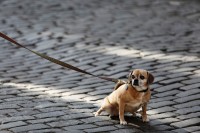 Виды поводков и их преимущества